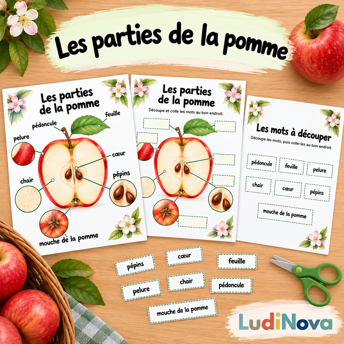 Les parties de la pomme - activité de découpage et collage